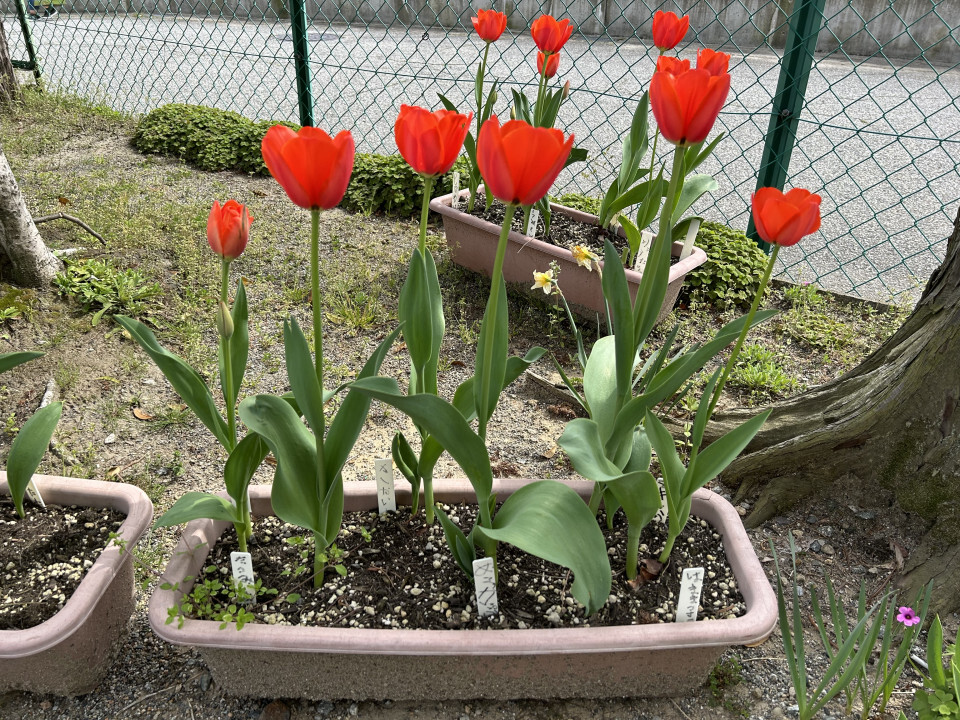 秋にみんなで植えたチューリップがきれいに咲きました！