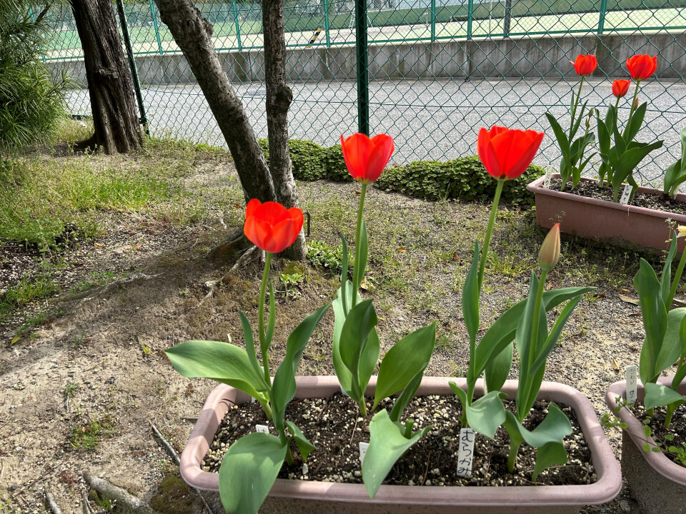 秋にみんなで植えたチューリップがきれいに咲きました！