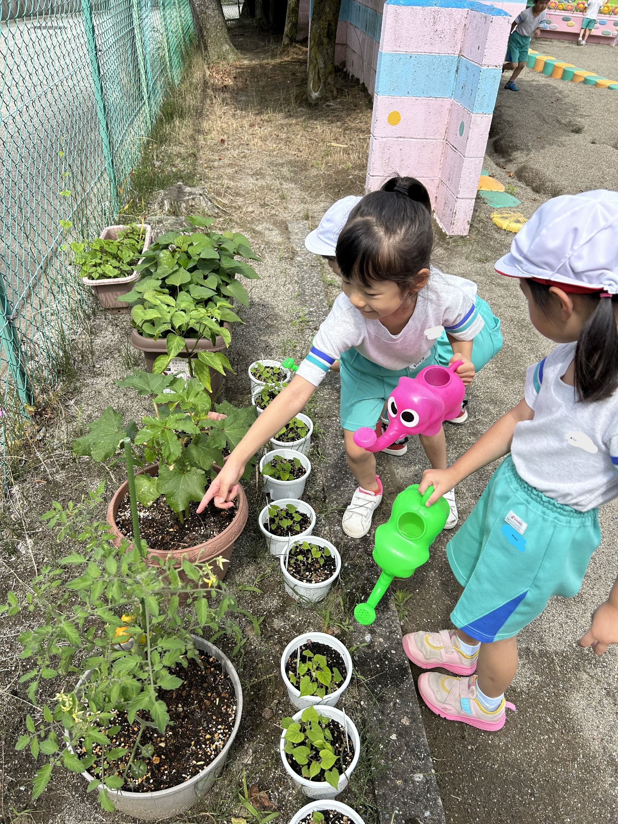 トマトが黄色になっているよ！