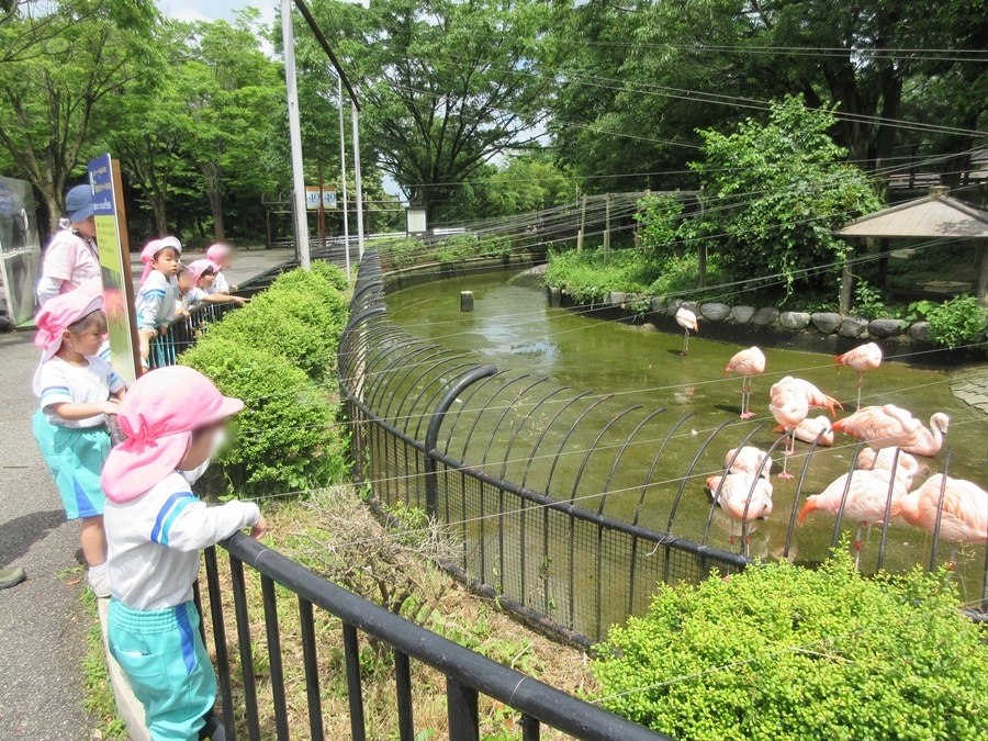 フラミンゴさんこんにちは♪